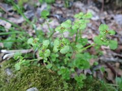 Chrysosplenium ramosum
