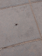 Lycosoides coarctata