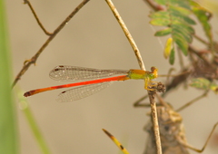 Ceriagrion chaoi