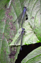 Bayadera brevicauda