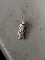 Oxythecta acceptella