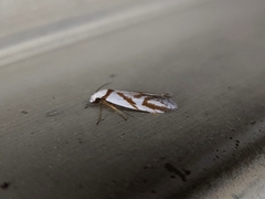 Oxythecta acceptella