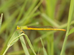 Ceriagrion indochinense