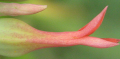 Kalanchoe rotundifolia image