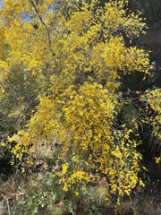 Genista aetnensis
