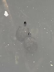 Trachemys scripta scripta