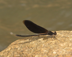Euphaea masoni