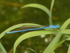 Ceriagrion azureum