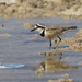 Madagascar Plover - Photo (c) Francesco Veronesi, some rights reserved (CC BY-SA)