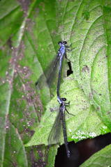 Bayadera brevicauda