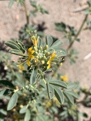 Cleomella obtusifolia