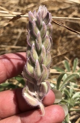Lupinus formosus