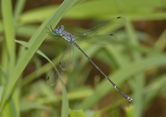 Lestes dorothea