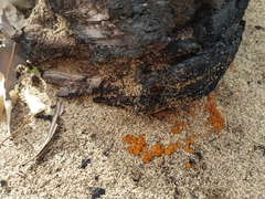 Anthracobia muelleri