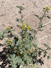 Cleomella obtusifolia