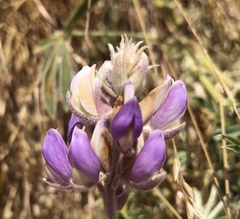 Lupinus formosus