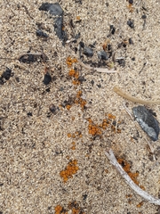 Anthracobia muelleri