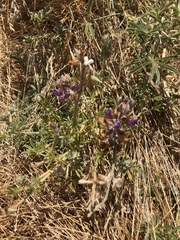 Lupinus formosus