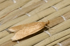 Helcystogramma rufescens