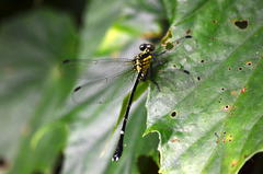 Leptogomphus sauteri formosanus