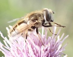 Eristalis abusiva