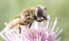 Eristalis abusiva