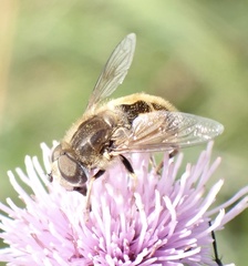 Eristalis abusiva