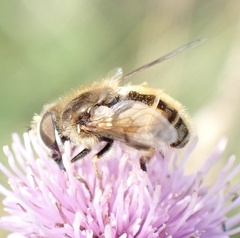 Eristalis abusiva