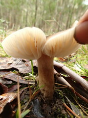 Singerocybe