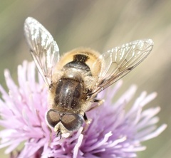 Eristalis abusiva