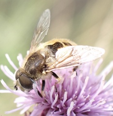 Eristalis abusiva