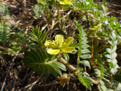 Tribulus terrestris