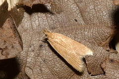 Helcystogramma rufescens