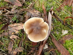 Singerocybe