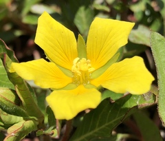 Ludwigia hexapetala