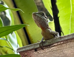 Diploderma polygonatum