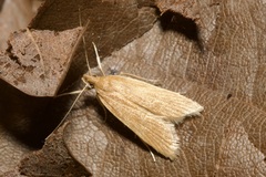 Helcystogramma rufescens