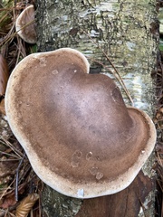 Fomitopsis betulina