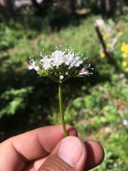 Valeriana acutiloba
