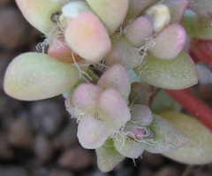 Portulaca hereroensis image