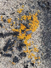 Anthracobia muelleri