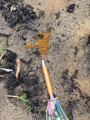 Anthracobia muelleri