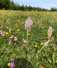 Plantago media