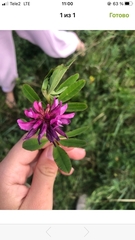 Trifolium lupinaster