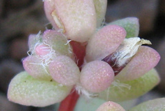 Portulaca hereroensis image