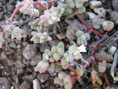 Portulaca hereroensis image