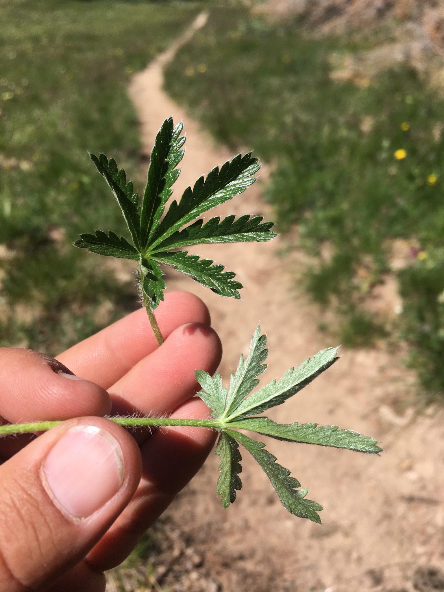 Potentilla gracilis var. fastigiata