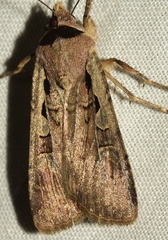 Dichagyris flammatra