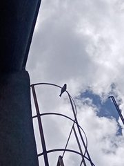 Haemorhous mexicanus