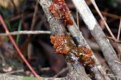 Phaeotremella fimbriata